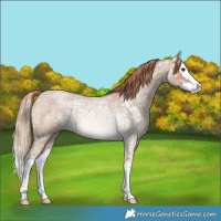 Horse Color:Red Dun Ice Roan Splash 
