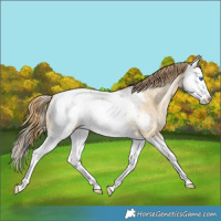 Horse Color:Sable Cream Champagne Ice Pearl Splash Near Fewspot 