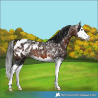 Horse Color:Brown Ice Splash Blanket 