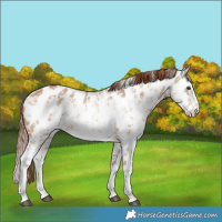 Horse Color:Red Dun Ice Sabino Splash Near Leopard