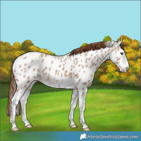 Horse Color:Red Dun Ice Splash Appaloosa 