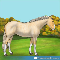 Horse Color:Palomino Roan Splash 