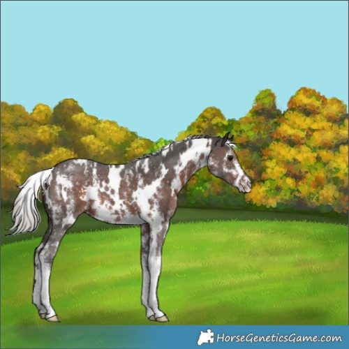 Horse Color:White Spotted Silver Brown Sabino 