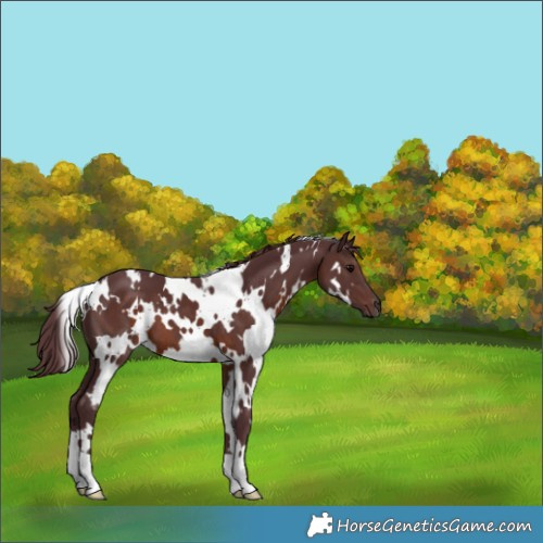 Horse Color:White Spotted Chocolate Brown
