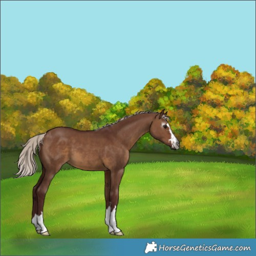 Horse Color:Gray Chocolate Silver Brown Dun
