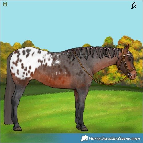 Horse Color:Brown Appaloosa 
