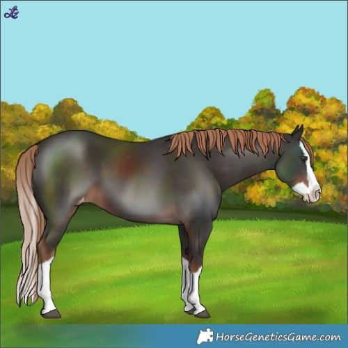 Horse Color:Liver Chestnut Splash Varnish 