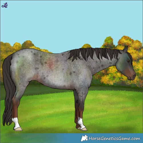 Horse Color:Liver Red Roan 