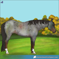 Horse Color:Liver Red Roan 
