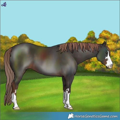 Horse Color:Liver Chestnut 