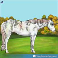 Horse Color:Liver Chestnut Sabino