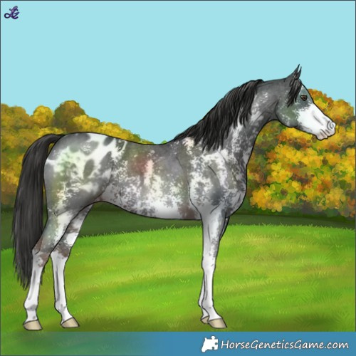 Horse Color:Liver Chestnut Sabino Blanket 