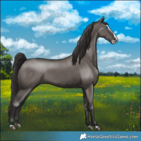Horse Color:Smoky Grullo Splash