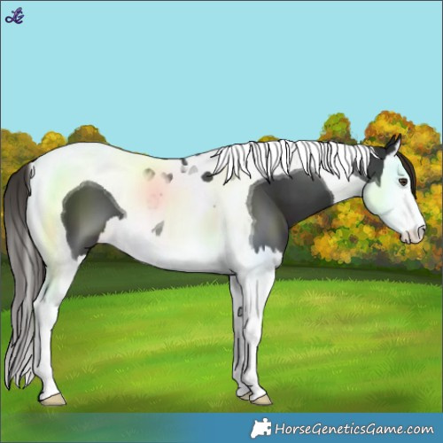 Horse Color:White Spotted Liver Chestnut Splash Tobiano 