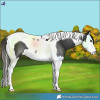 Horse Color:White Spotted Liver Chestnut Splash Tobiano
