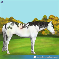 Horse Color:Liver Chestnut Splash Blanket