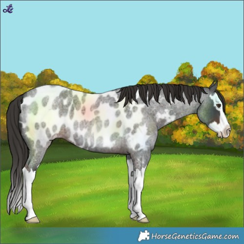 Horse Color:Liver Red Roan Splash Near Leopard 