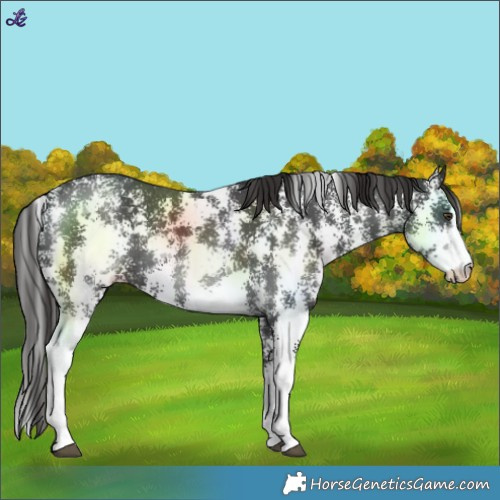 Horse Color:Liver Chestnut Sabino 