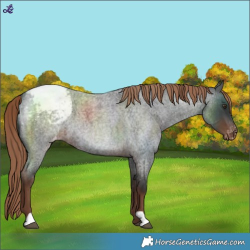 Horse Color:Liver Red Roan Varnish 