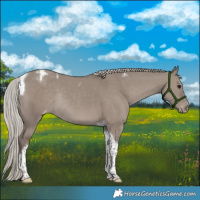 Horse Color:Silver Grullo Tobiano Varnish Rabicano 