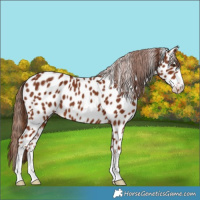 Horse Color:Chestnut Near Leopard 