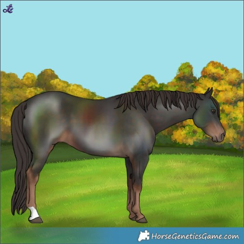 Horse Color:Liver Chestnut 