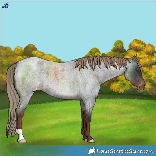 Horse Color:Liver Red Roan Blanket 