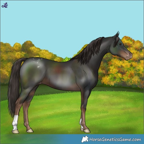Horse Color:Liver Chestnut Varnish 