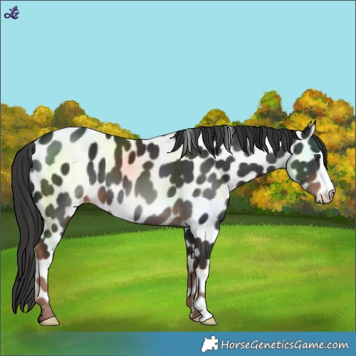 Horse Color:Liver Chestnut Leopard 
