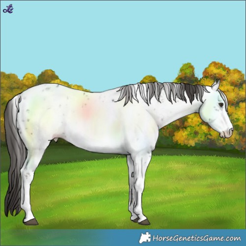 Horse Color:White Spotted Liver Chestnut Sabino Near Leopard 