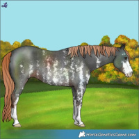 Horse Color:Liver Chestnut Sabino 