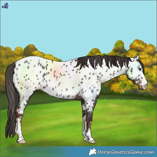 Horse Color:Liver Chestnut Near Leopard 