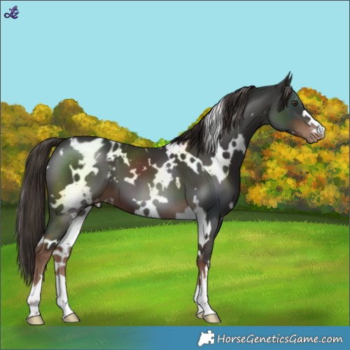 Horse Color:White Spotted Liver Chestnut Blanket 