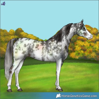 Horse Color:Liver Chestnut Sabino Blanket