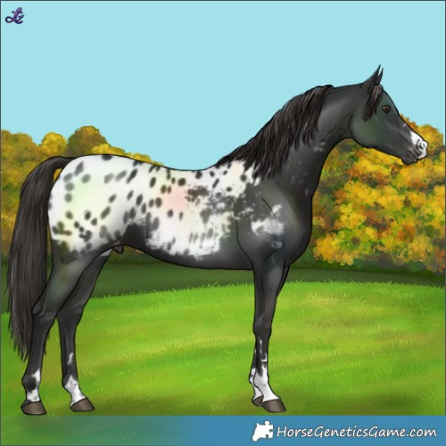 Horse Color:Liver Chestnut Near Leopard 