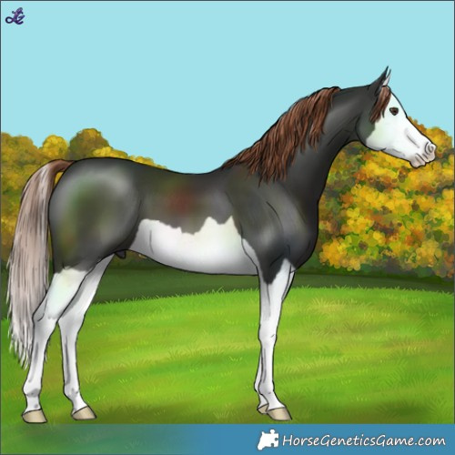 Horse Color:Liver Chestnut Splash 