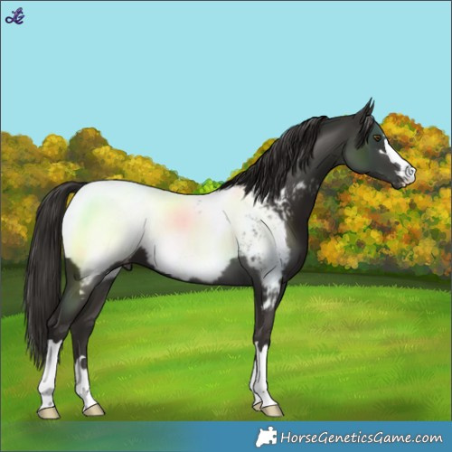 Horse Color:Liver Chestnut Snowcap 