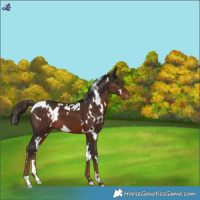 Horse Color:White Spotted Liver Chestnut Varnish 