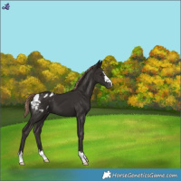 Horse Color:Liver Chestnut Blanket