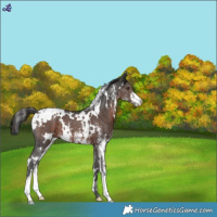 Horse Color:White Spotted Liver Chestnut Sabino Blanket