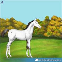 Horse Color:Liver Chestnut Near Fewspot 