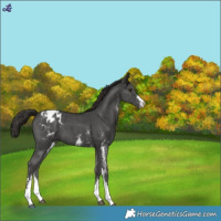 Horse Color:Liver Chestnut Sabino Blanket 