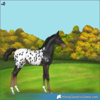 Horse Color:Liver Chestnut Blanket