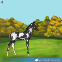 Horse Color:White Spotted Liver Chestnut Varnish
