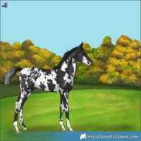 Horse Color:White Spotted Liver Chestnut Blanket 