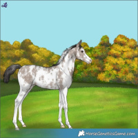 Horse Color:White Spotted Liver Red Dun Sabino 