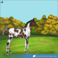 Horse Color:White Spotted Liver Chestnut