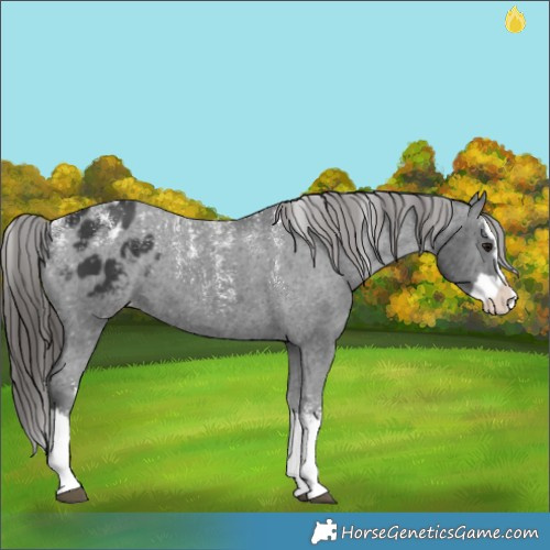 Horse Color:Powder White Black Splash Blanket 