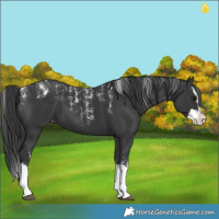 Horse Color:Powder White Black Splash Appaloosa 