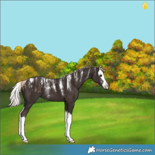 Horse Color:Powder White Liver Chestnut Splash Appaloosa 